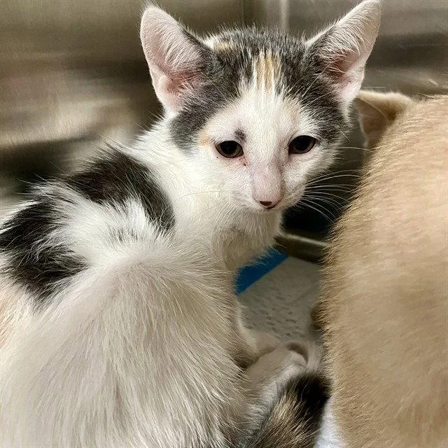 A baby small-sized female Domestic Short Hair cat named Visor for adoption in Tavares, FL