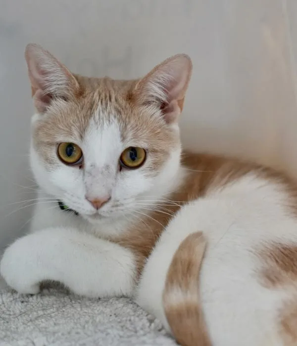 An adult medium-sized male Tabby (Buff / Tan / Fawn) Domestic Short Hair cat named Breadstick for adoption in Marietta, GA