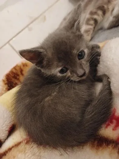 A baby small-sized female Dilute Tortoiseshell Domestic Short Hair cat named Annelise for adoption in Liverpool, TX