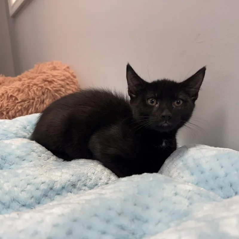 A baby small-sized male Domestic Short Hair cat named Hank for adoption in East Northport, NY