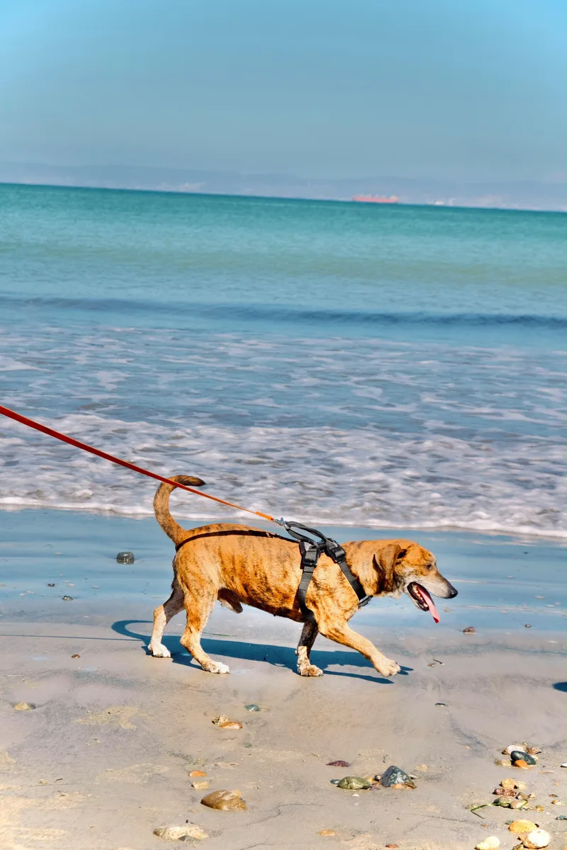 An adult medium-sized male Dachshund dog named Jax for adoption in San Diego, CA