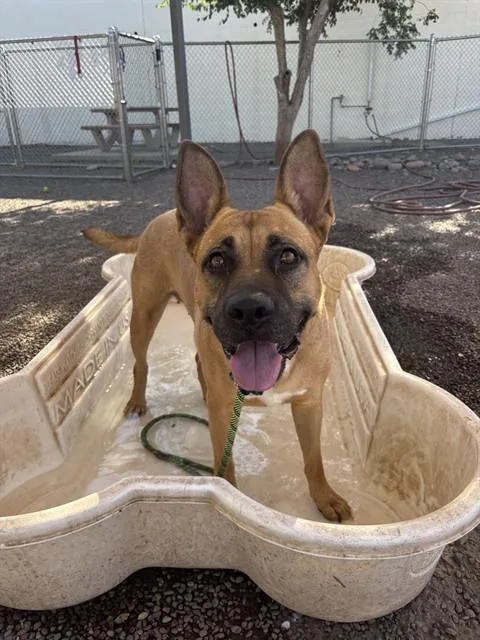 An adult large-sized female German Shepherd Dog dog named Velma for adoption in Mesa, AZ