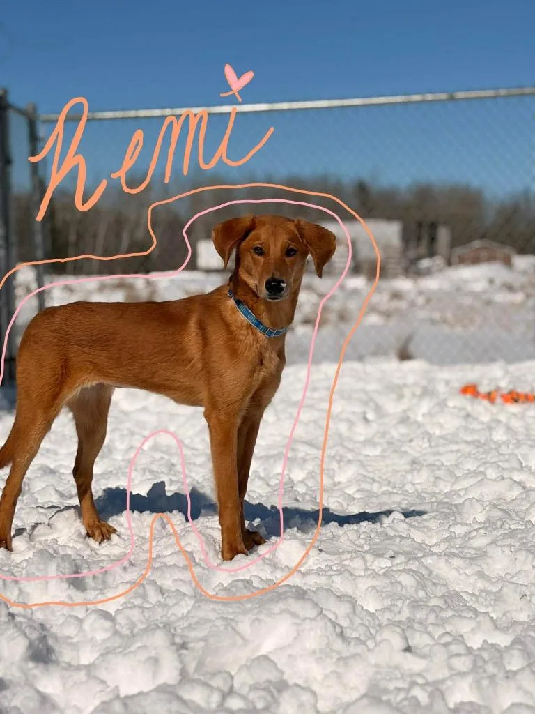 O Remi thumbnail 4