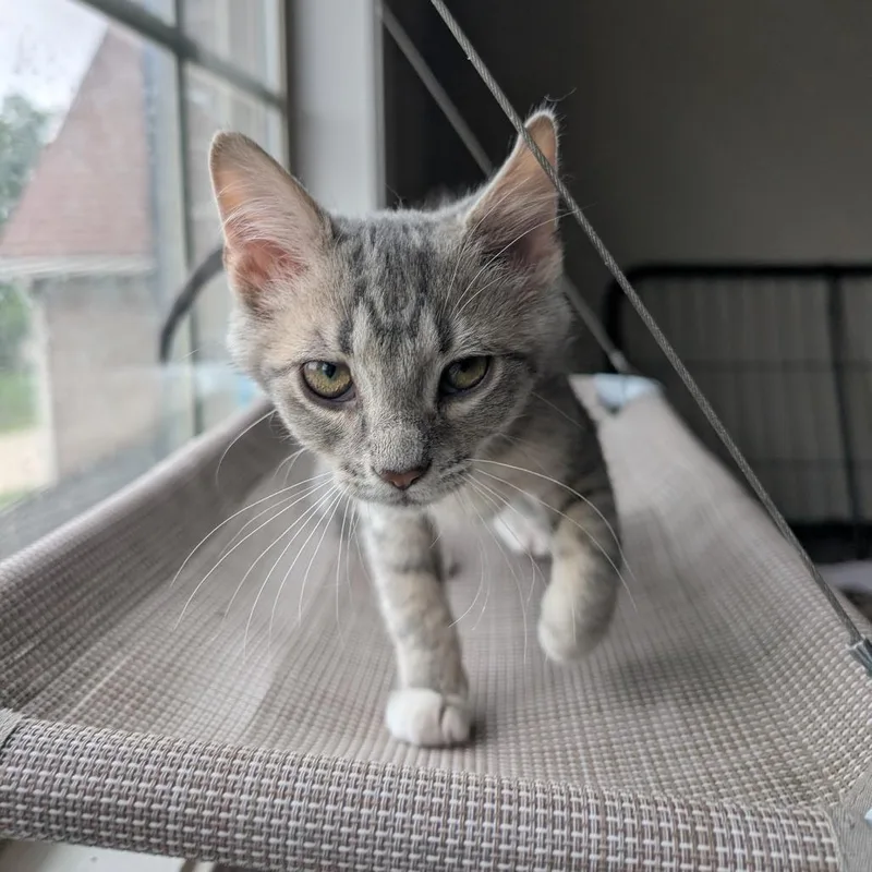 A baby small-sized male Gray / Blue / Silver Domestic Short Hair cat named Paris for adoption in Lexington, KY