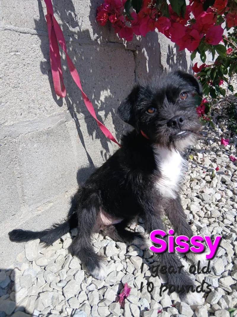 A young small-sized female Black Terrier dog named Sissy for adoption in Los Angeles, CA