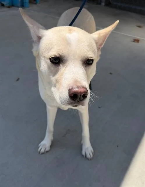 An adult large-sized female Siberian Husky dog named Leyve for adoption in Baldwin Park, CA