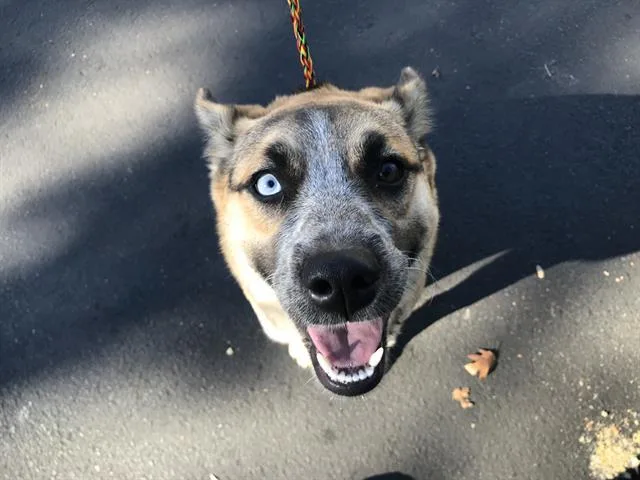 An adult medium-sized female Australian Cattle Dog / Blue Heeler dog named Luna for adoption in Santa Rosa, CA