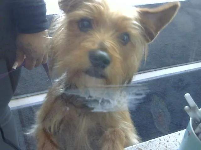An adult small-sized male Yorkshire Terrier dog named Yippie for adoption in Toledo, OH