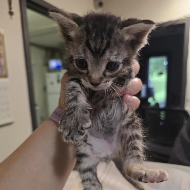 A baby small-sized female Brown / Chocolate Domestic Short Hair cat named Dorito for adoption in Columbia, MO