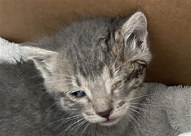 A young medium-sized male Domestic Short Hair cat named Eeny for adoption in Dallas, TX
