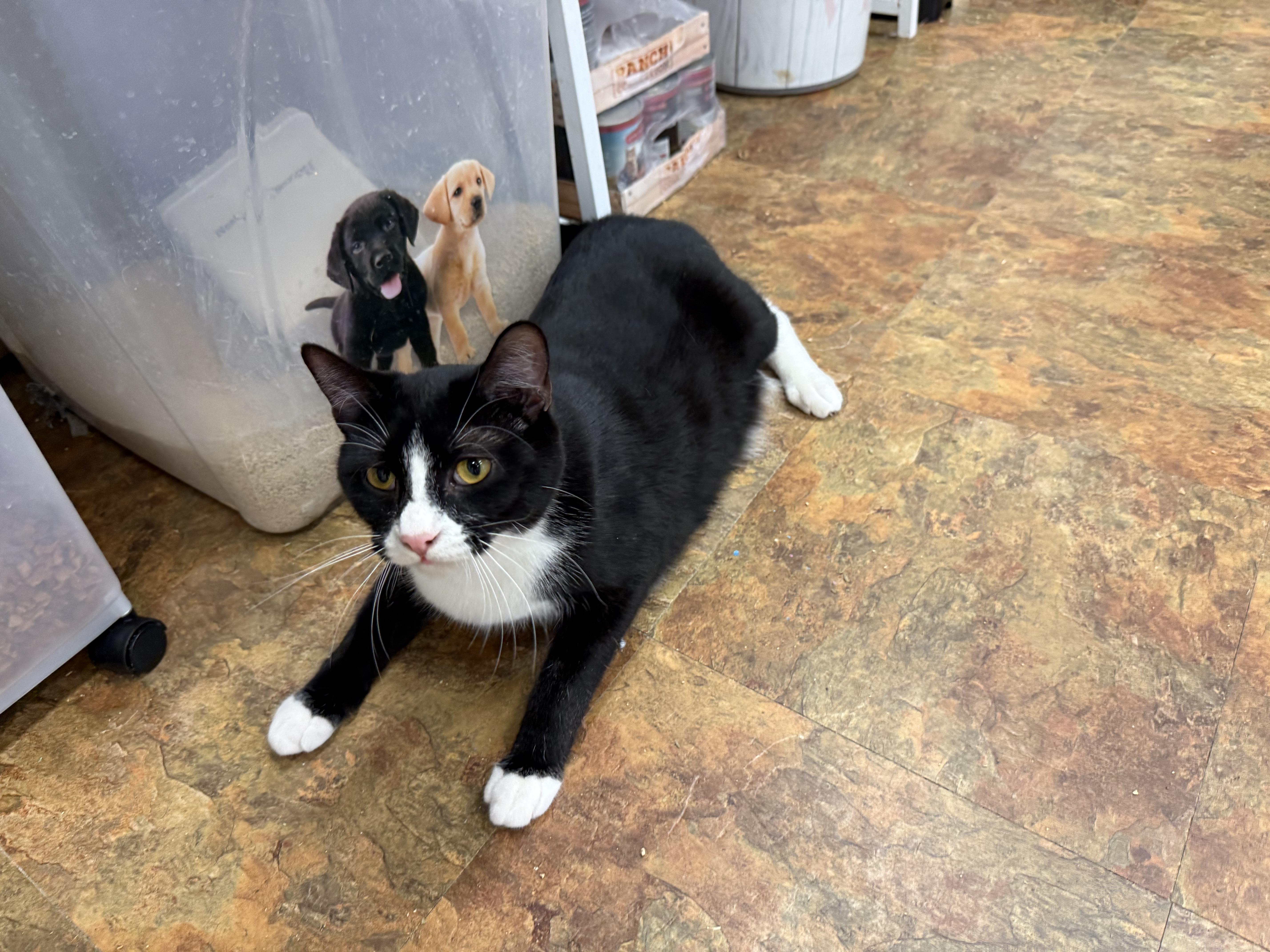 A young large-sized male Black & White / Tuxedo Domestic Short Hair cat named Aristotle for adoption in Miami Beach, FL