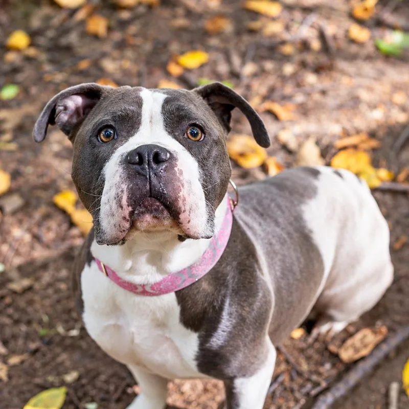 An adult medium-sized female American Bulldog dog named Laika for adoption in Hopkinton, MA
