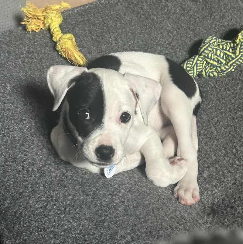 A baby medium-sized female White / Cream American Staffordshire Terrier dog named Dr. Cassie Mckay for adoption in Warrenville, IL