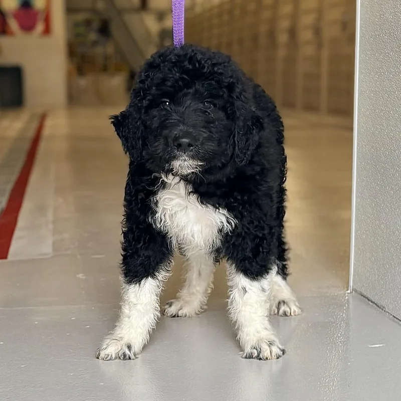 A baby large-sized male Sheepadoodle dog named Quentin for adoption in Chicago, IL