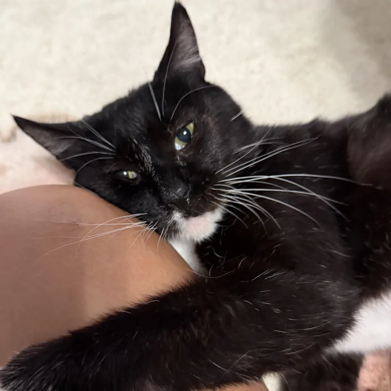 An adult medium-sized female Black & White / Tuxedo Domestic Short Hair cat named Madam for adoption in Beaufort, SC