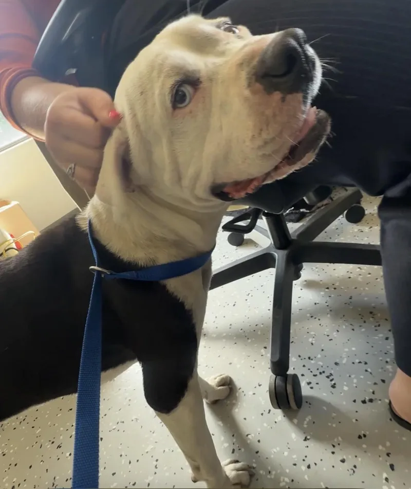 A young medium-sized male Black Pit Bull Terrier dog named Ghost for adoption in Sherman, TX