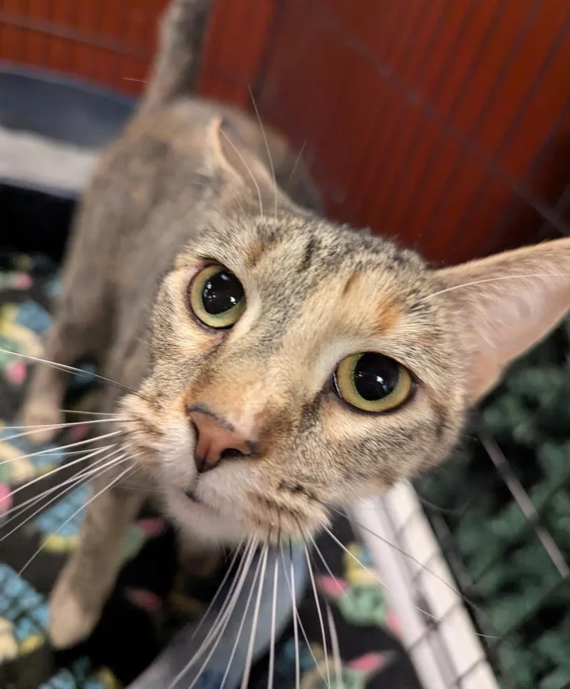 An adult medium-sized female Domestic Short Hair cat named Little Kloi for adoption in St. Cloud, MN