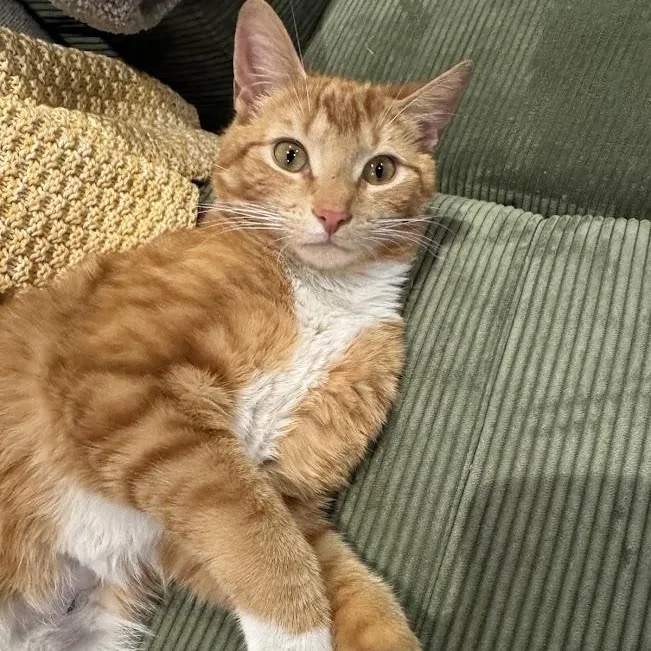 A young medium-sized male Tabby (Orange / Red) American Shorthair cat named Thief for adoption in brooklyn, NY