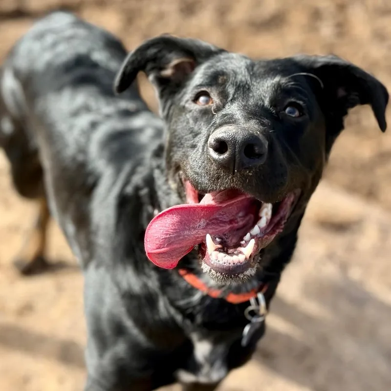 An adult medium-sized female Black Shepherd dog named Missy Elliot for adoption in Durango, CO