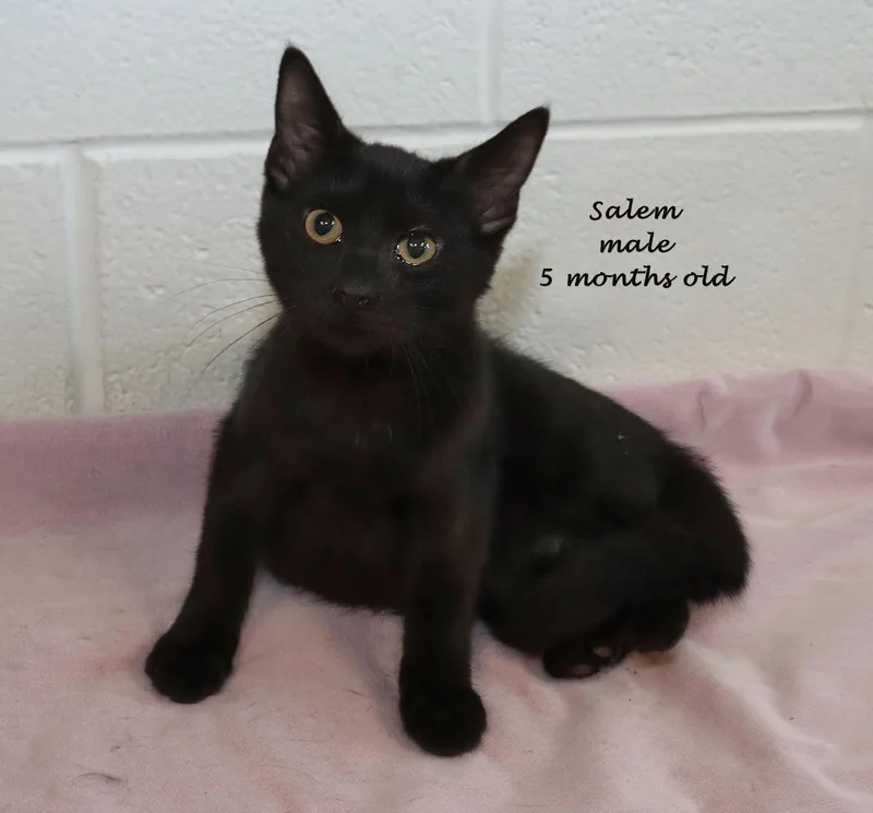 A baby medium-sized male Black Domestic Short Hair cat named Salem for adoption in Euclid, OH