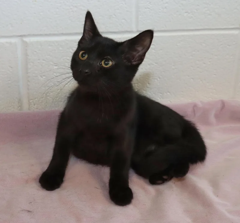 Salem thumbnail 2