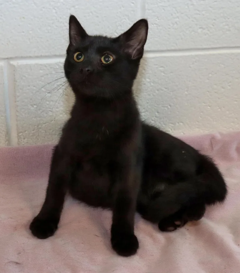 Salem thumbnail 3
