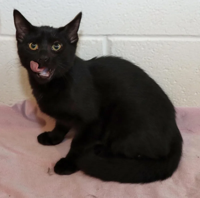 Salem thumbnail 4