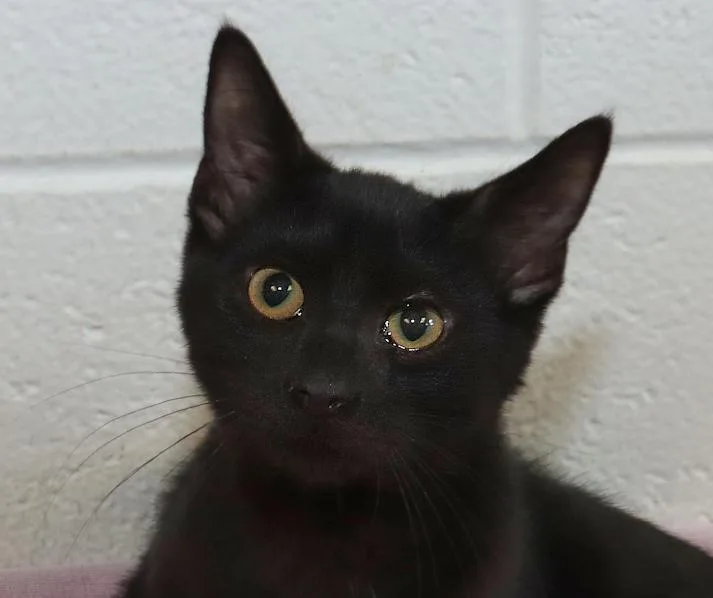 Salem thumbnail 5
