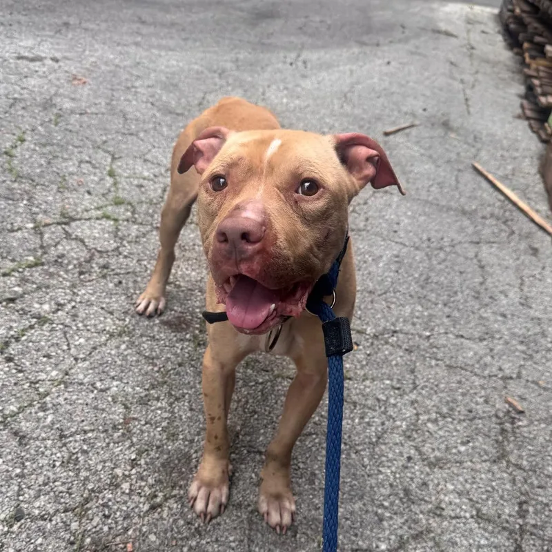 An adult medium-sized male Yellow / Tan / Blond / Fawn Mixed Breed dog named Akimbo for adoption in Philadelphia, PA
