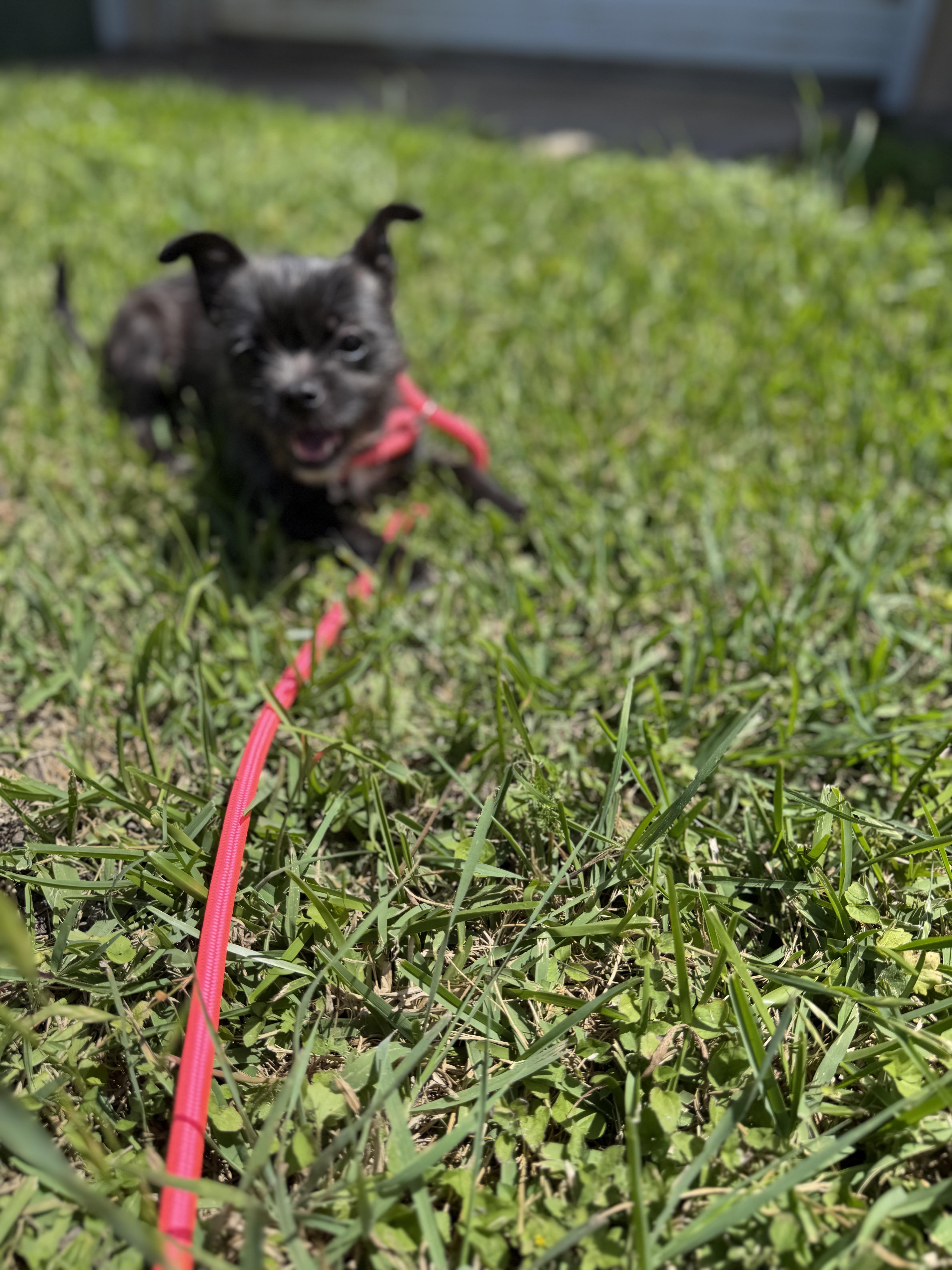 An adult small-sized female Pug dog named Kendel for adoption in Louise, TX