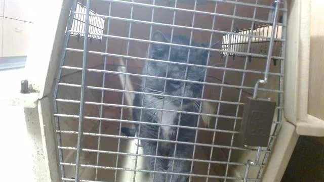 An adult large-sized female Domestic Short Hair cat named Donating Kennel for adoption in Louisville, KY