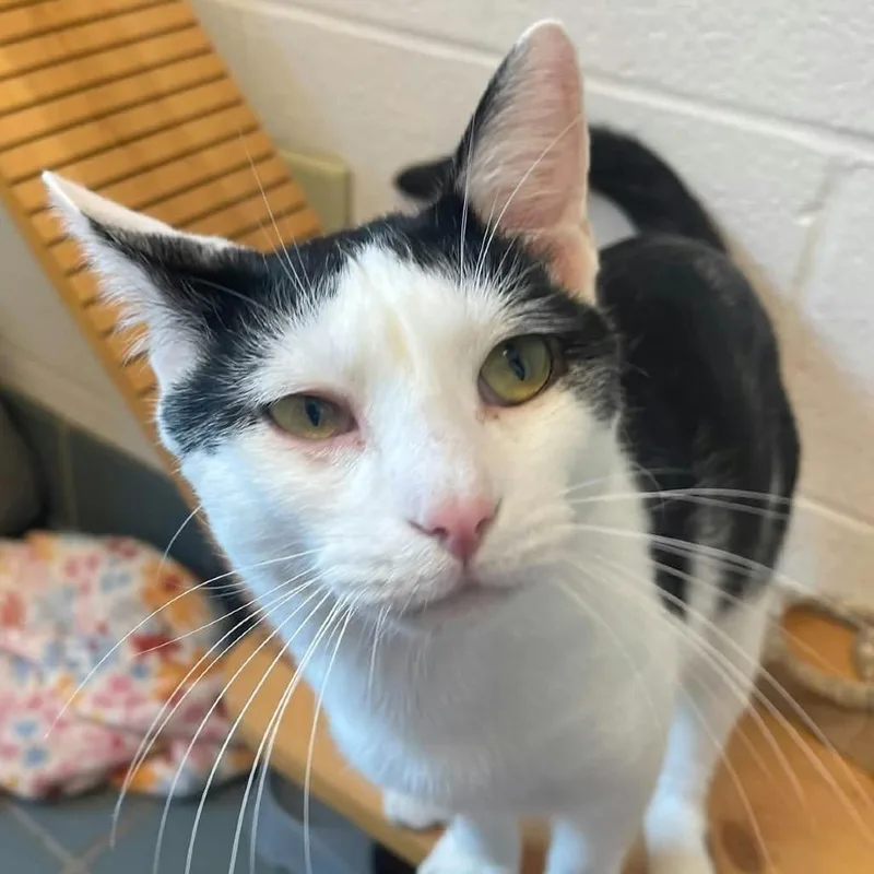 An adult medium-sized male Domestic Short Hair cat named Ranger for adoption in Nashville, TN