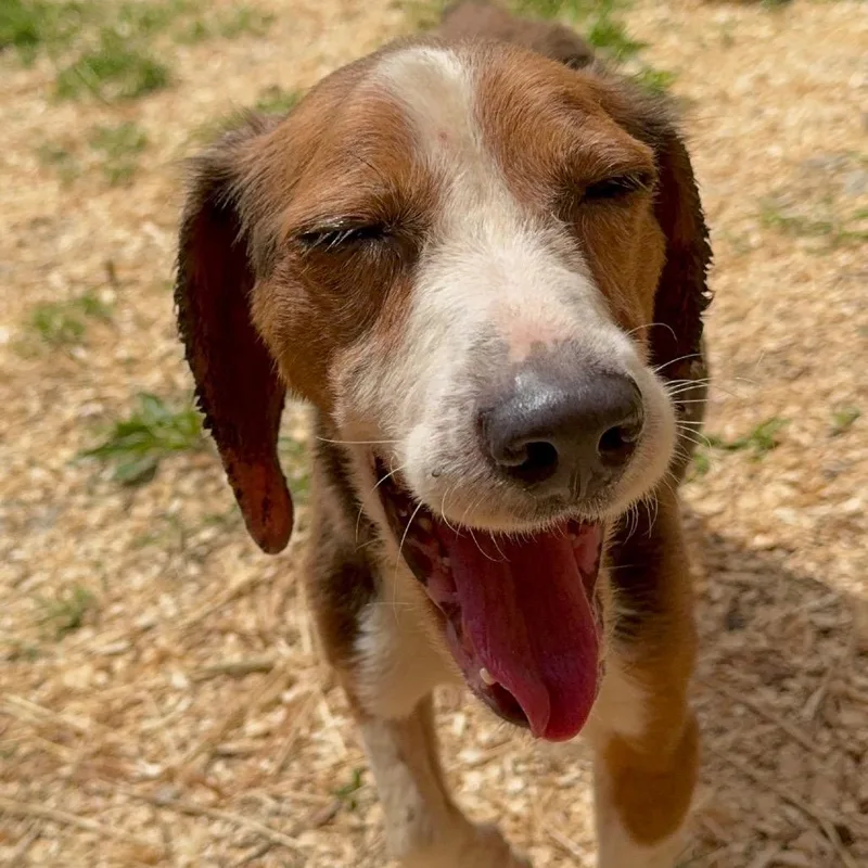 An adult small-sized female Brown / Chocolate Beagle dog named Smore for adoption in Alexandria, VA
