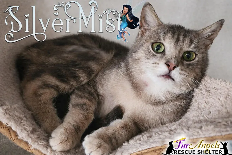 A baby medium-sized female Gray & White Domestic Short Hair cat named Silvermist for adoption in Toledo, OH