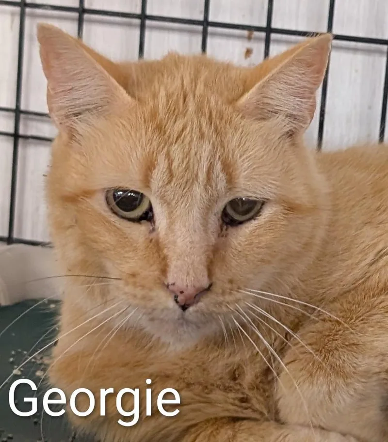 A senior medium-sized male Orange / Red Domestic Short Hair cat named Georgie for adoption in Colfax, IA