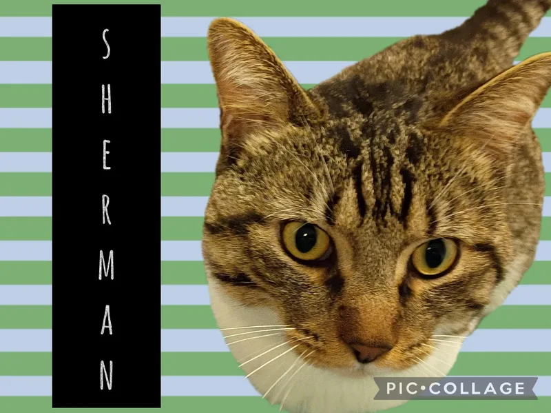 An adult medium-sized male Domestic Short Hair cat named Sherman for adoption in Muncie, IN
