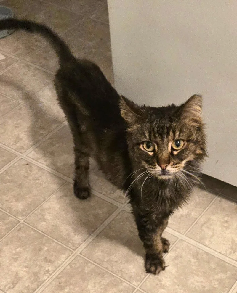 An adult medium-sized female Domestic Short Hair cat named Bitsy for adoption in Rockaway, NJ