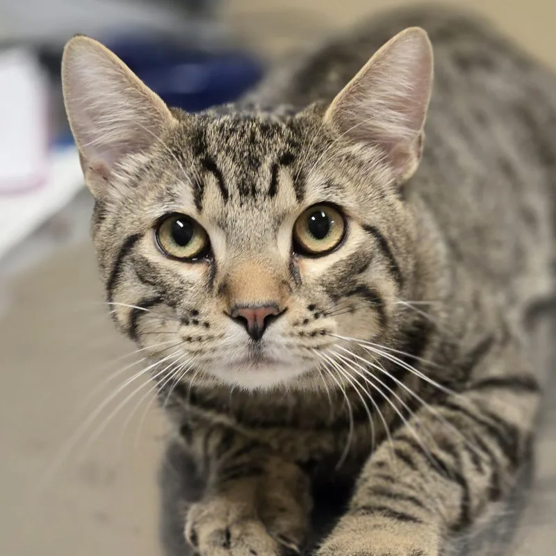 A young medium-sized male Brown / Chocolate Domestic Short Hair cat named Jeff for adoption in Wickenburg, AZ