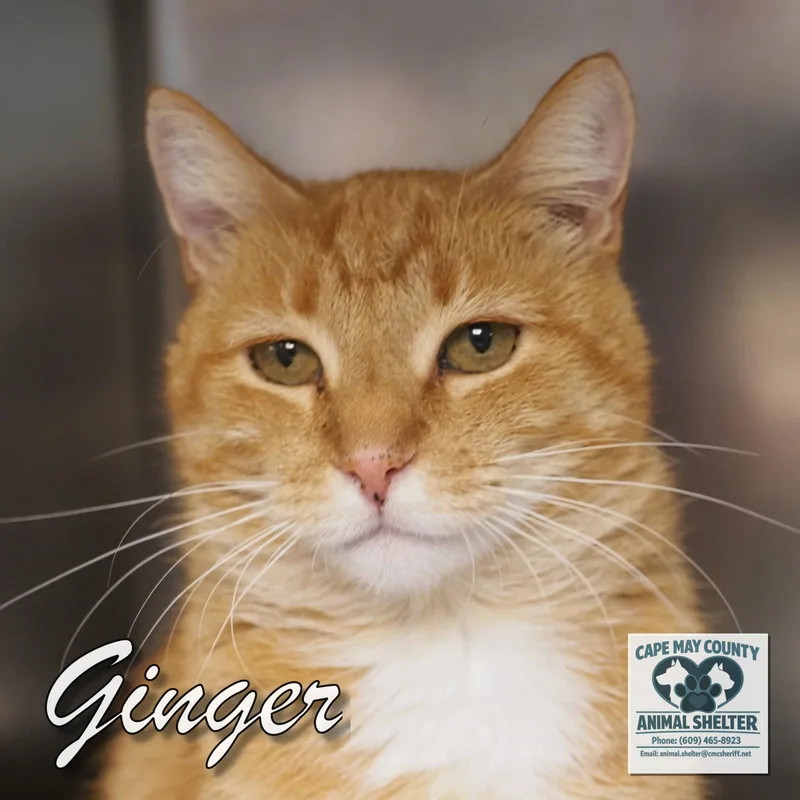 A young medium-sized female Domestic Short Hair cat named Ginger for adoption in Cape May Court House, NJ