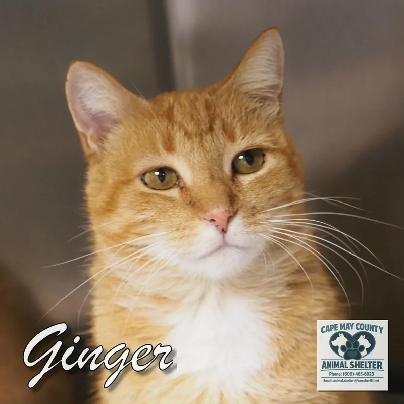 Ginger thumbnail 2
