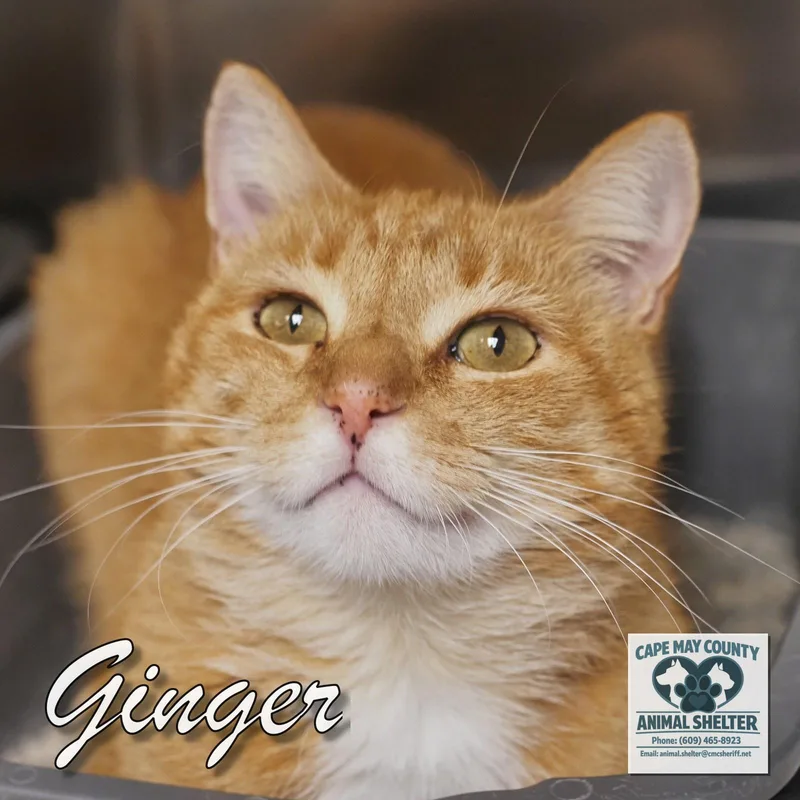 Ginger thumbnail 3