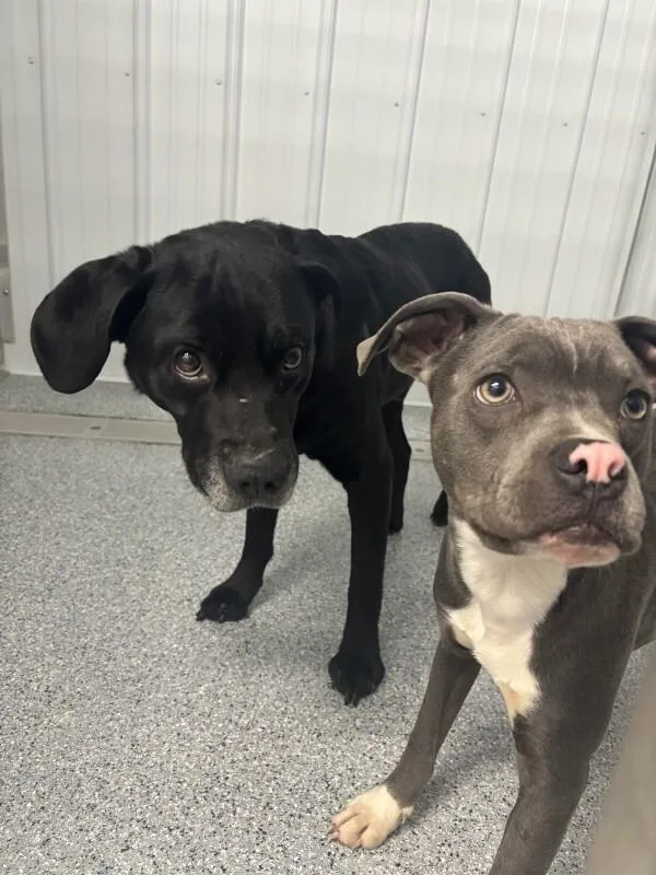 A young medium-sized male Gray / Blue / Silver Pit Bull Terrier dog named Sid for adoption in bellefontaine, OH