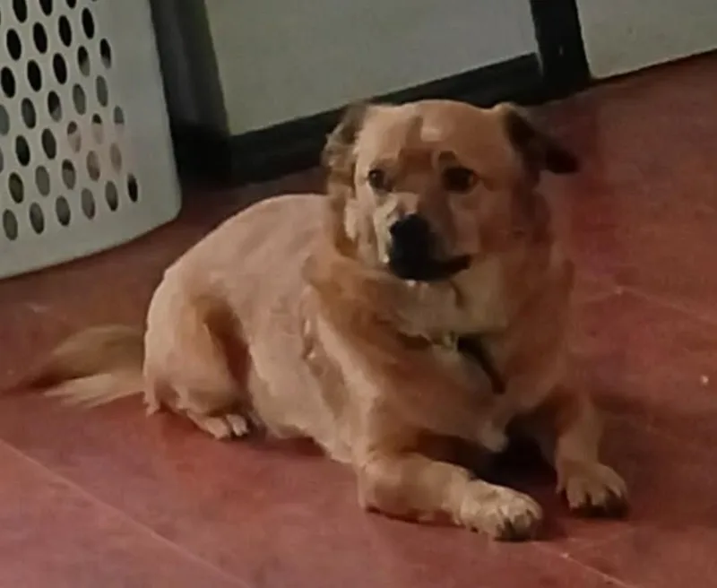 An adult medium-sized male Brown / Chocolate Corgi dog named Charlie for adoption in Ross, OH