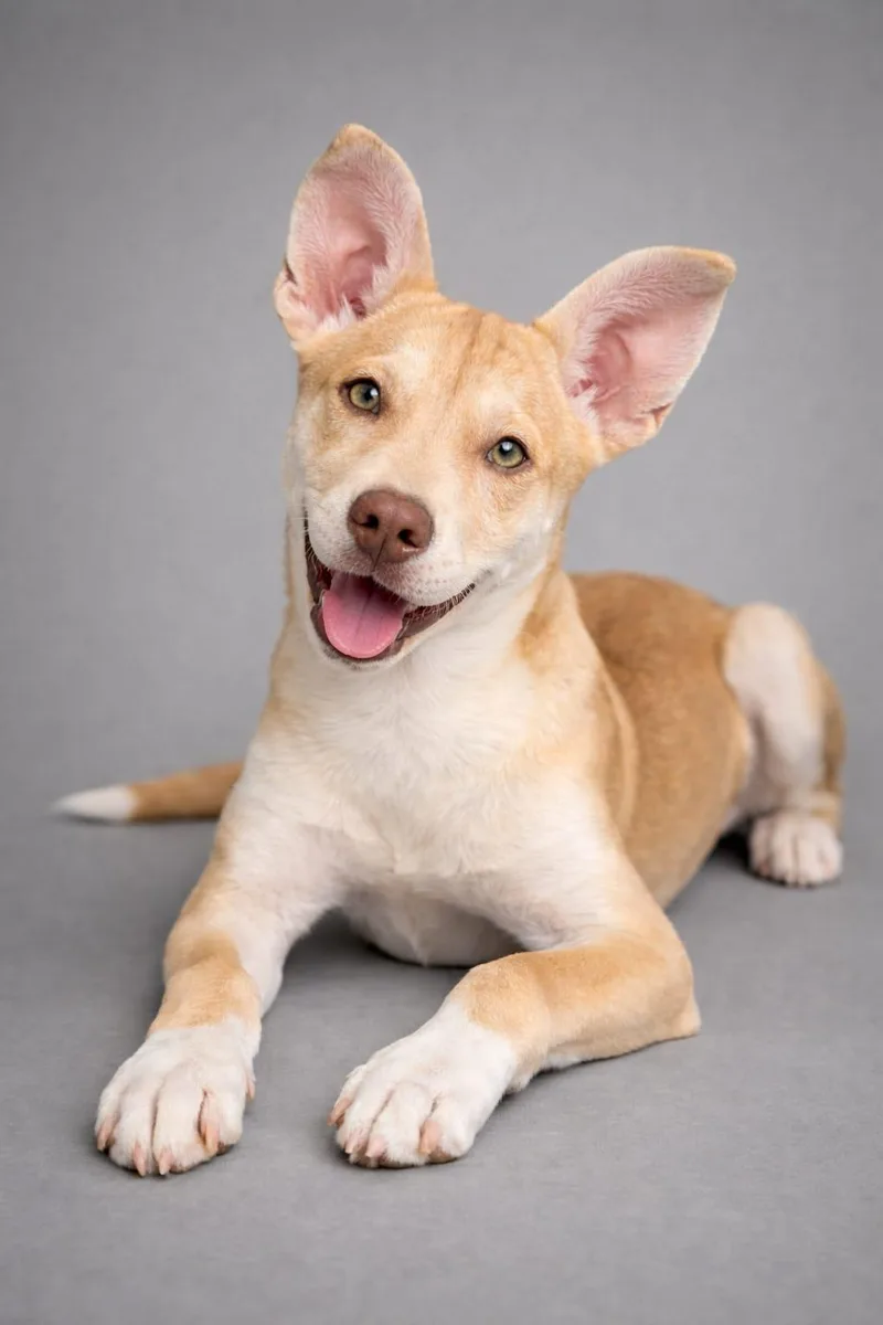 Gum Drop thumbnail 2