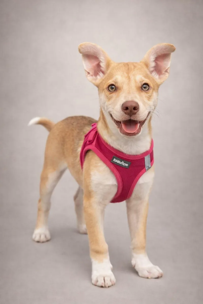 Gum Drop thumbnail 3