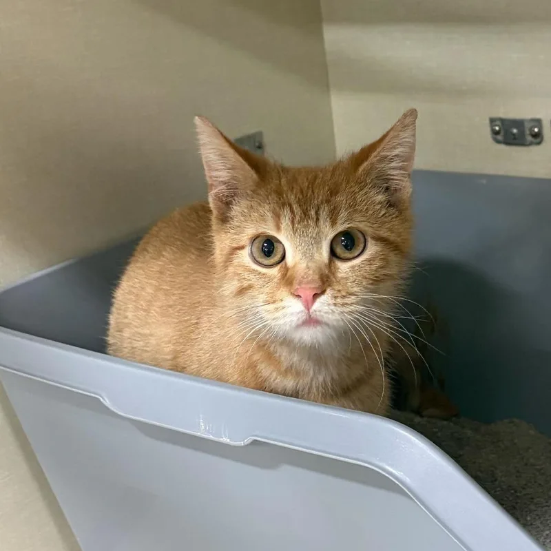 Buddy The Elf thumbnail 2