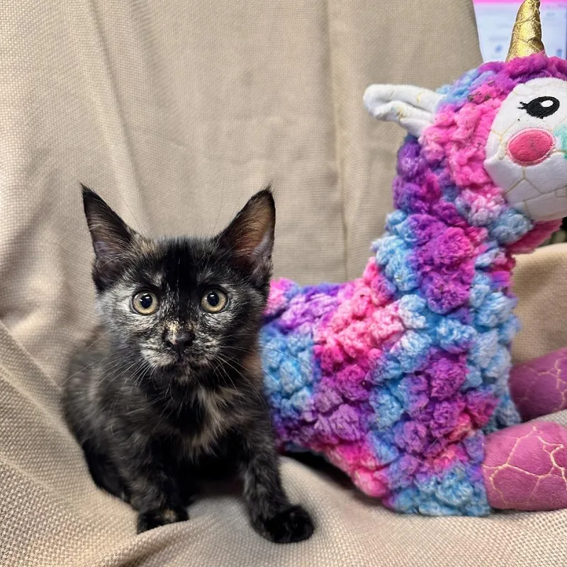 A baby small-sized female Tortoiseshell Domestic Short Hair cat named Patches for adoption in Columbus, NC