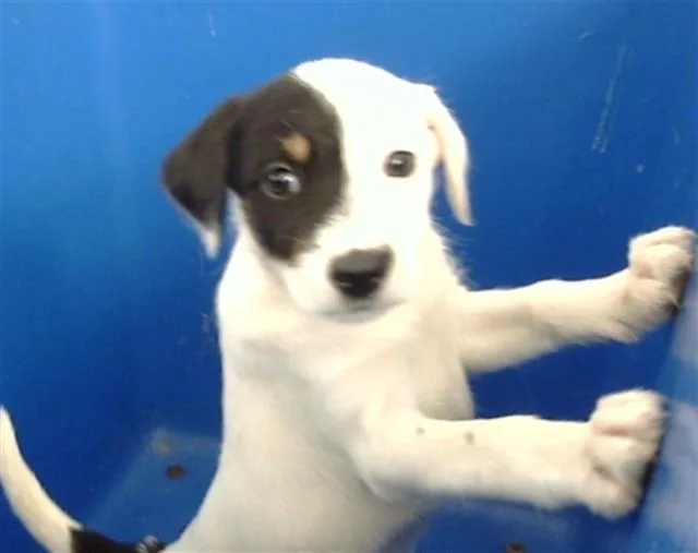 A baby medium-sized female Mixed Breed dog named Juju for adoption in Dallas, TX