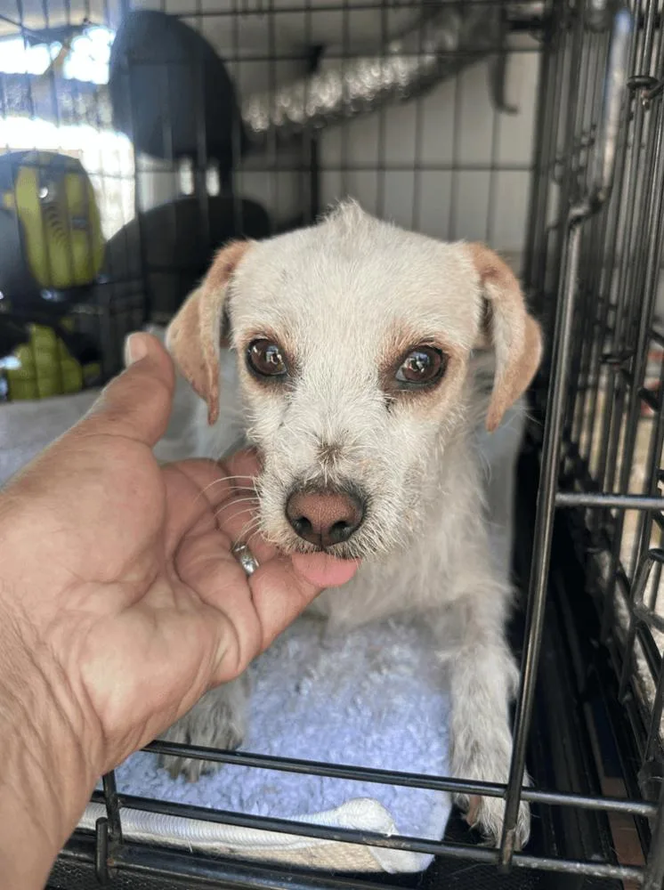 A baby small-sized female White / Cream Terrier dog named Dahlia for adoption in Manhattan, NY