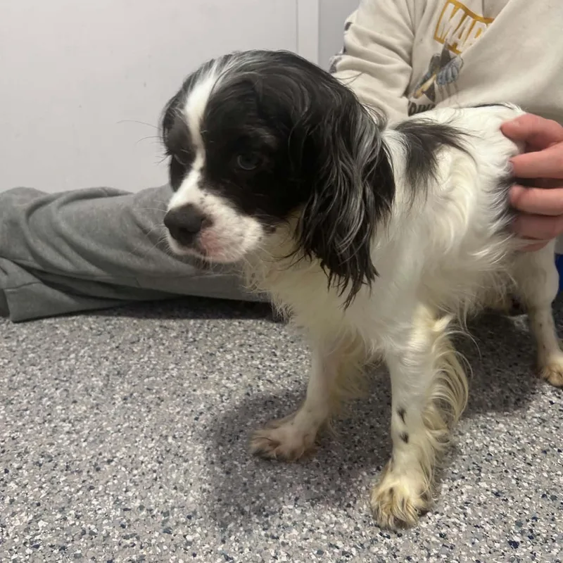 A young small-sized male Cavalier King Charles Spaniel dog named Caviar for adoption in Danbury, CT